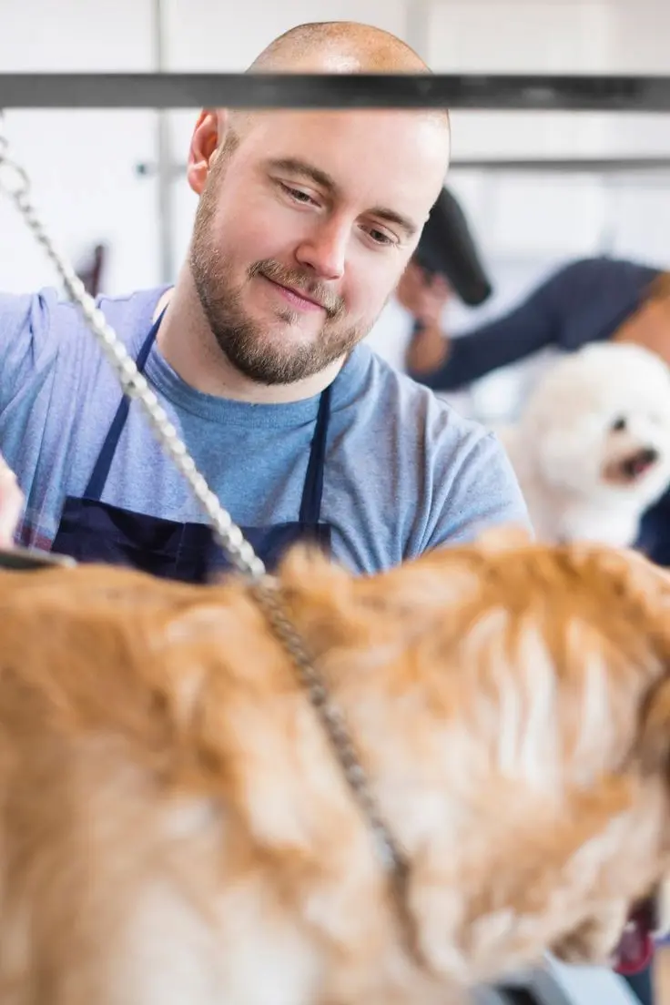 Um tosador sorridente escovando o pelo de um cachorro dourado em um ambiente de pet shop